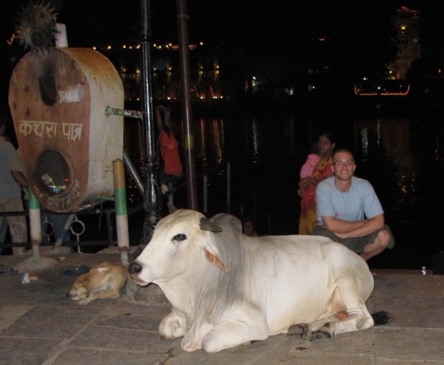 Udaipur'un kutsal ve güzel inekleri:)