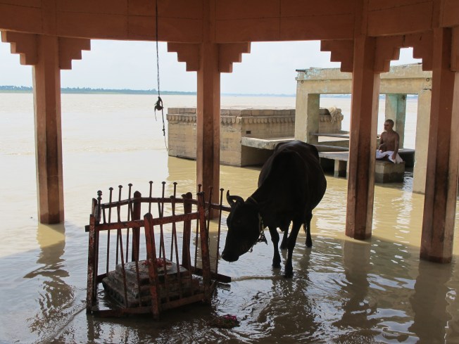 Kutsal inek, kutsal nehir, Hint münzevisi