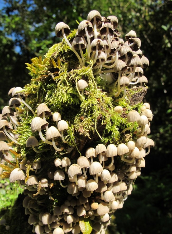 Annapurna Yürüyüş Yollarından Manzaralar