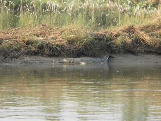 Kano turunda karşımıza çıkan timsah