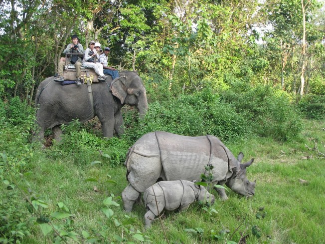 Ve işte beklenen an: Tek boynuzlu gergedan anne ve bebeği karşımızda!