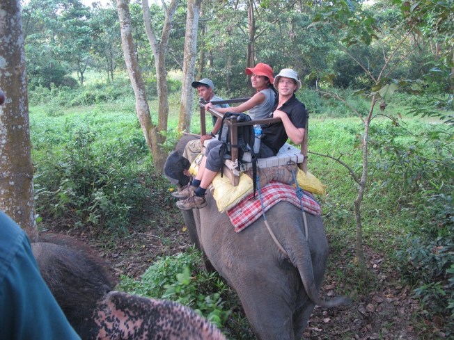 Ormanda fil safarisi