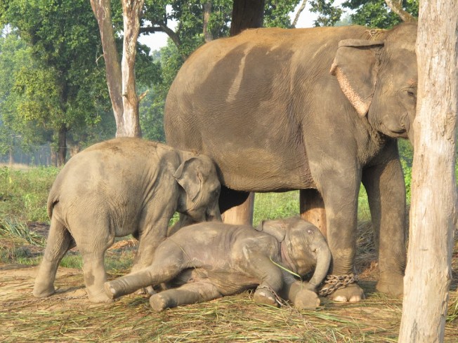 Fil Yetiştirme Merkezi'ndeki sevimli ikizler