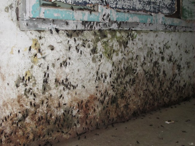 Lumbini'nin korkunç böcekleri...