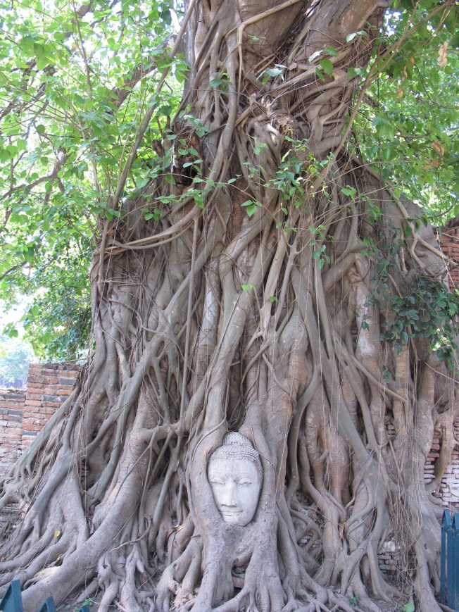 Ağaç içindeki Buddha - Ayutyaha Ağaç içindeki Buddha - Ayutyaha