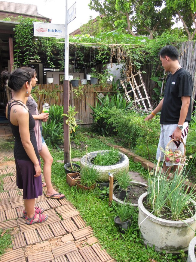 Yemek pişirmeye başlamadan önce kursun bahçesinden taze bitkiler topluyoruz Yemek pişirmeye başlamadan önce kursun bahçesinden taze bitkiler topluyoruz