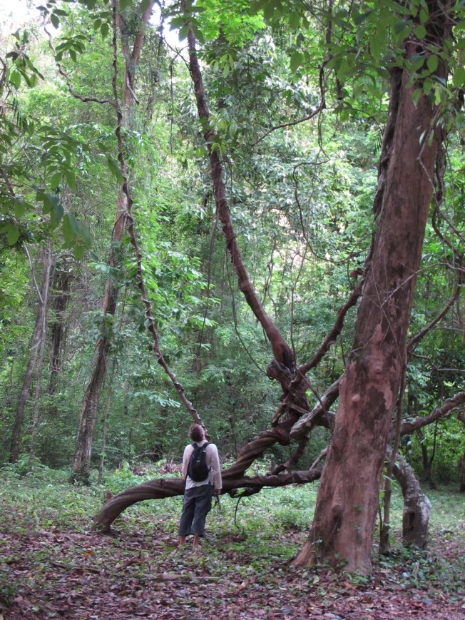 Kong Lo Mağarası'nın bulunduğu park