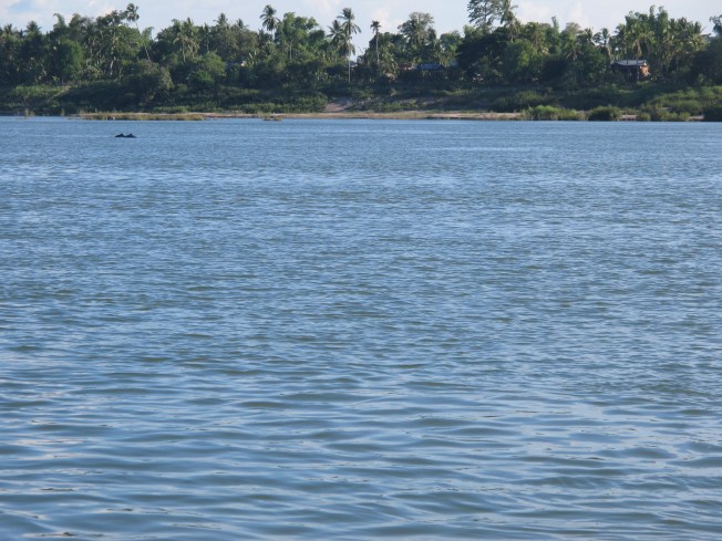 Ve yunuslar uzaktan da olsa göründü