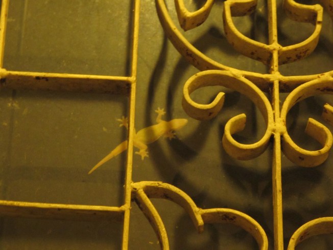 Güneydoğu Asya'nın küçük ve sevimli Geckoları. Severim, başımın üstünde yeriniz var. (Özellikle de, böcekleri yiyerek, bulunduğunuz odayi haşerelerden temizlediğinizi öğrendiğimden beri) Güneydoğu Asya'nın küçük ve sevimli Geckoları. Severim, başımın üstünde yeriniz var. (Özellikle de, böcekleri yiyerek, bulunduğunuz odayi haşerelerden temizlediğinizi öğrendiğimden beri)