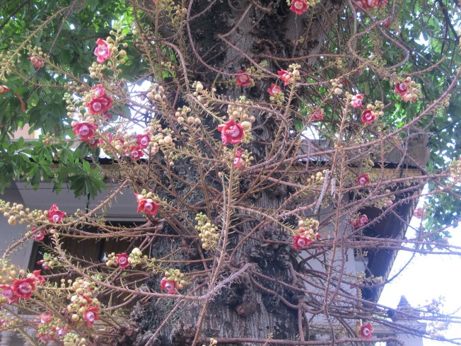 Kraliyet Sarayı bahçesindeki ilginç ağaç