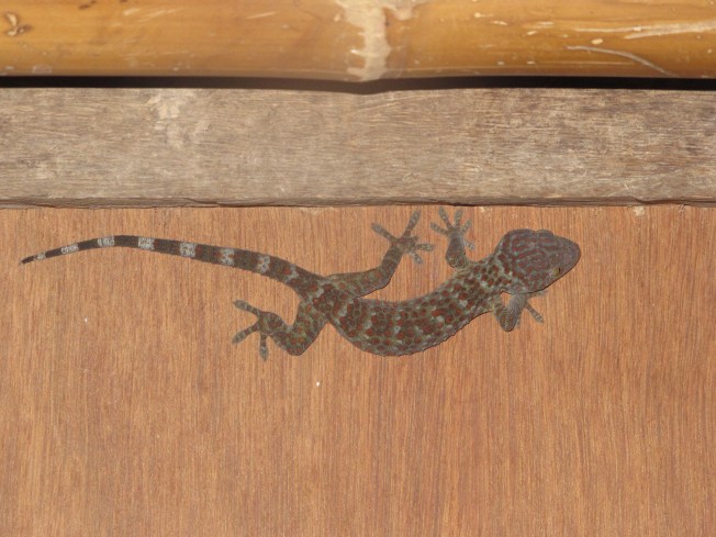 Tavşan Adası'ndaki oda arkadaşımız olan 30 santimlik kertenkele. Mümkünse görüsmeyelim. Tavşan Adası'ndaki oda arkadaşımız olan 30 santimlik kertenkele. Mümkünse görüsmeyelim.