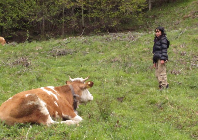 Milka ineği ile karşılaşma
