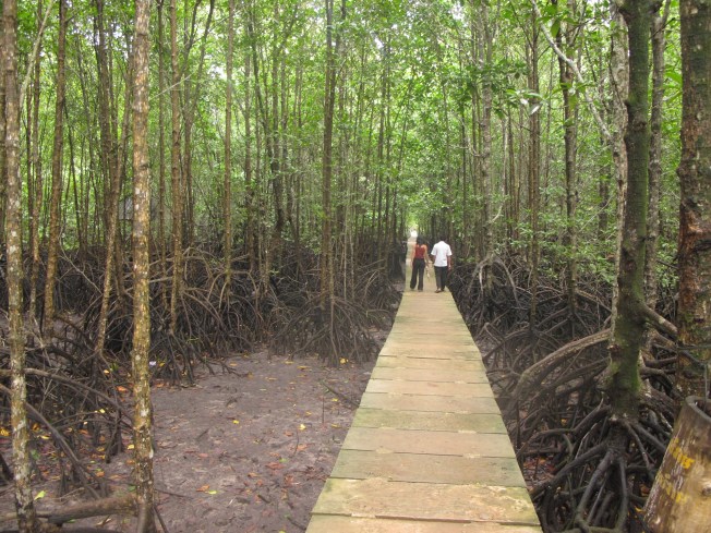 Mangrov ağaçları arasında yürüyüş