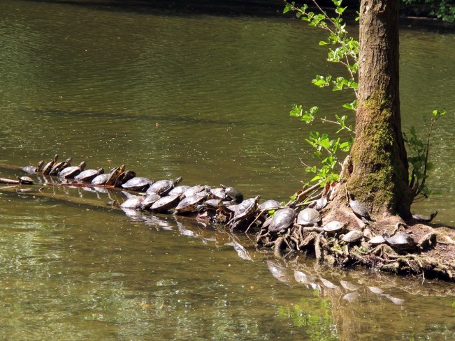 Maksimir Parkı'ndaki gölün sakinleri