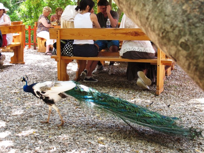 Lokrum Adası sakinleri