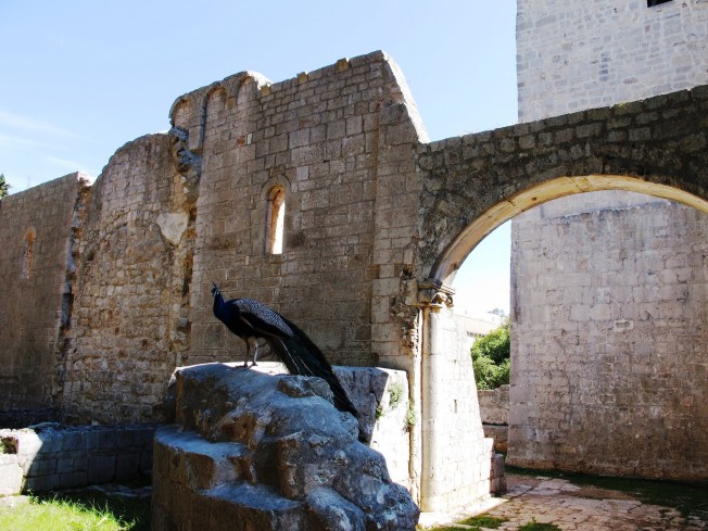 Lokrum Adası sakinleri