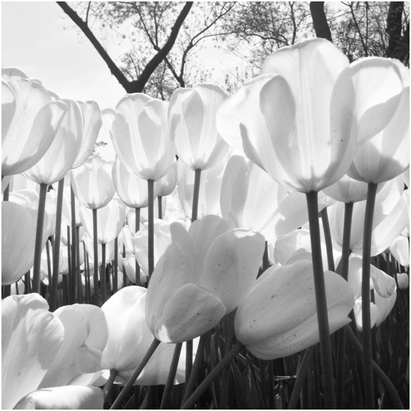 Ceren’in sanatsal beyaz lale çalışması :)