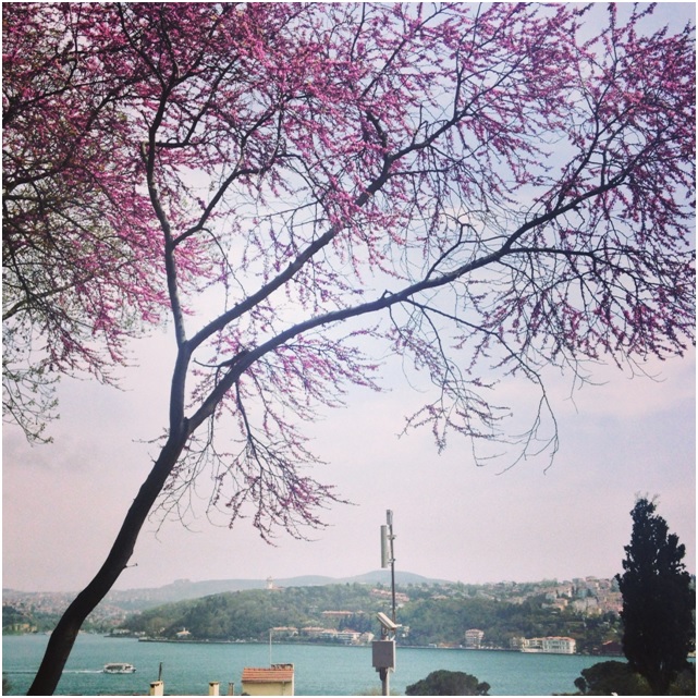 Yeni açmaya başlayan erguvanlar ve Koru’dan Boğaz manzarası